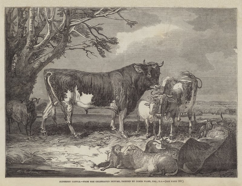 Bovini di Alderney da James Ward