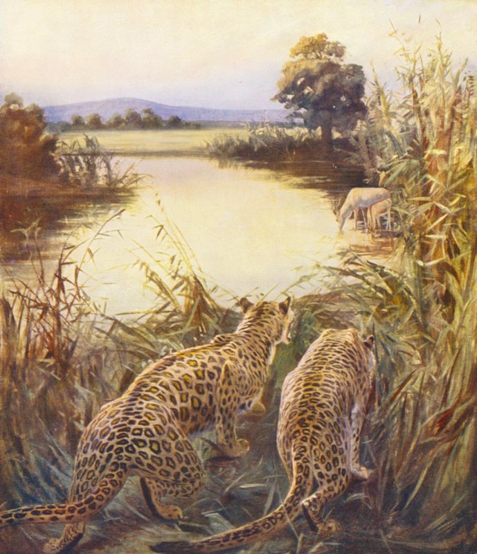Terra Santa: Leopardi in "L