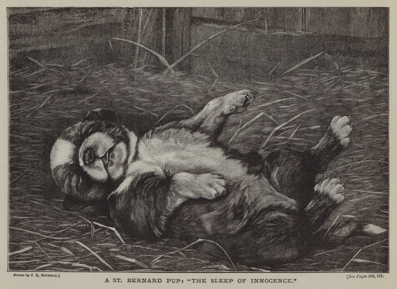 Un cucciolo di San Bernardo: il sonno dell