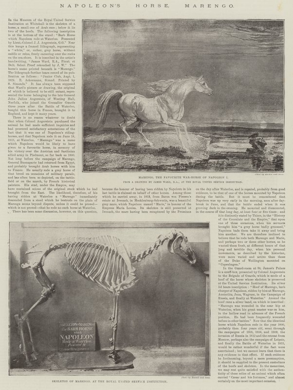 Il Cavallo di Napoleone, Marengo da James Ward