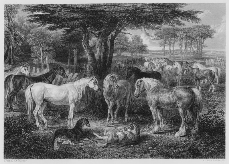 Il consiglio dei cavalli, dal quadro nella Galleria Vernon da James after Ward