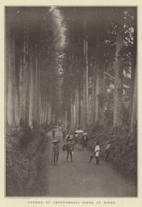 Viale di pini Cryptomeria a Nikko da Japanese Photographer