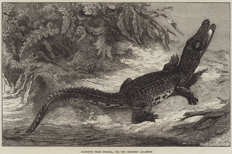 Alligatore di Sumatra, per l