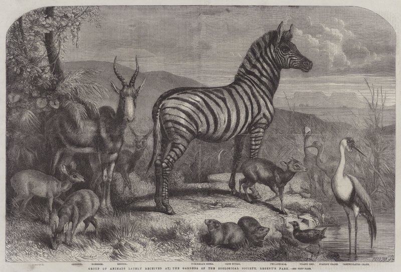 Gruppo di animali recentemente ricevuti ai Giardini della Società Zoologica, Regent