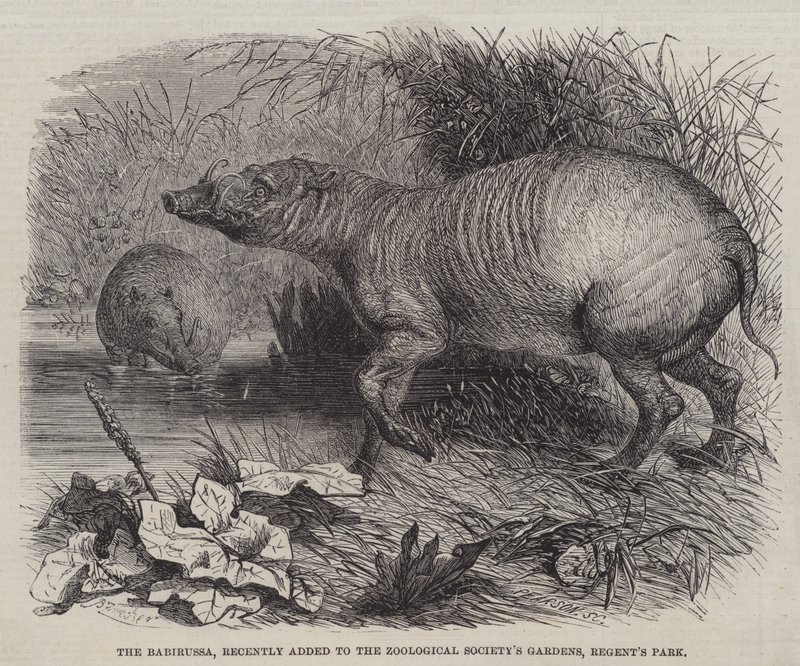 Il Babirussa, recentemente aggiunto ai Giardini della Società Zoologica, Regent