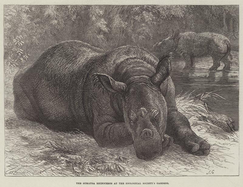 Il rinoceronte di Sumatra nei giardini della Società Zoologica da Johann Baptist Zwecker