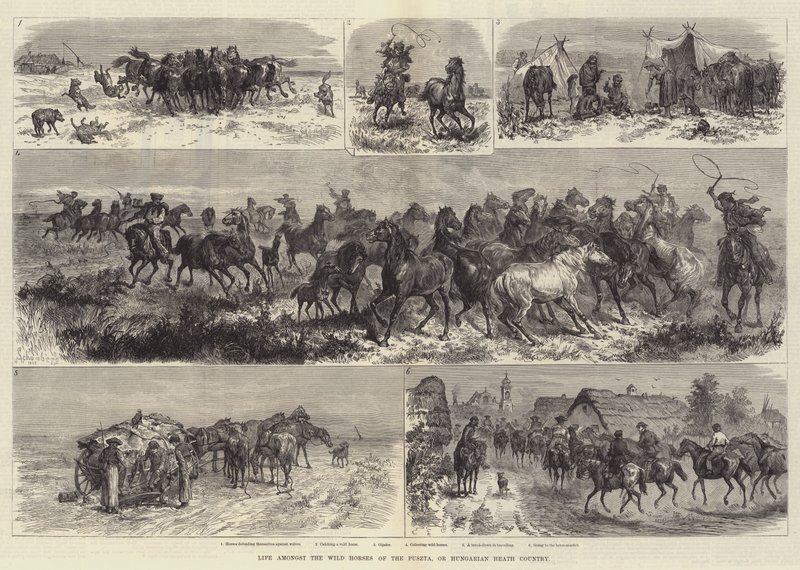 Vita tra i cavalli selvaggi della Puszta, o campagna ungherese da Johann Nepomuk Schonberg