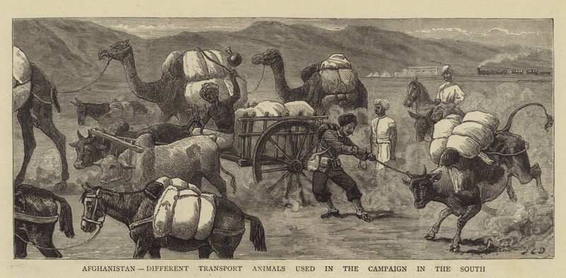 Afghanistan, diversi animali da trasporto usati nella campagna nel sud da John Charles Dollman