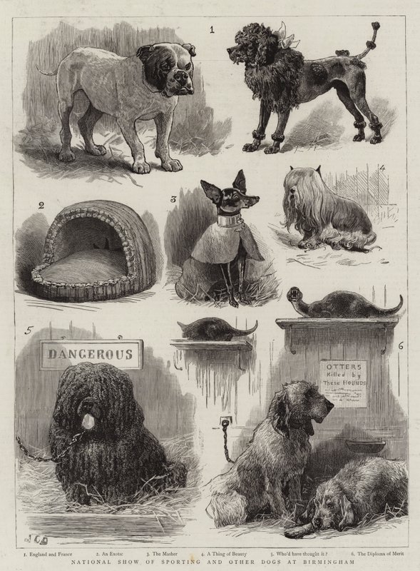 Mostra nazionale di cani sportivi e altri cani a Birmingham da John Charles Dollman