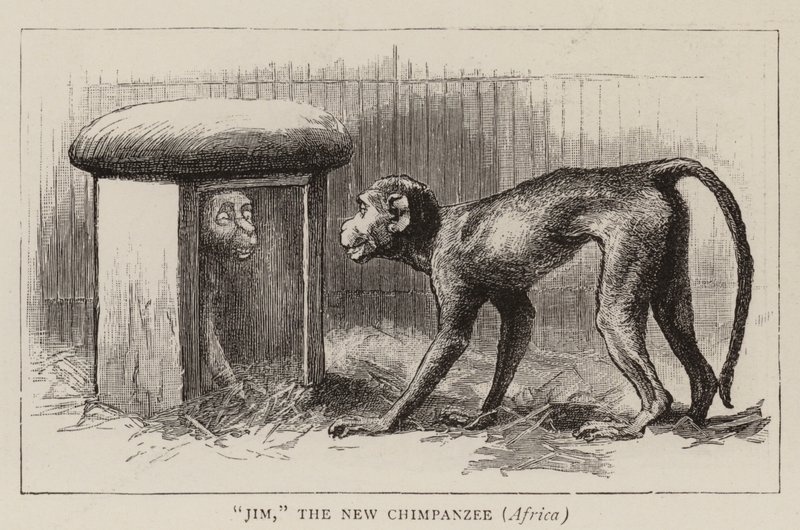 Passeggiate nello zoo da John Charles Dollman