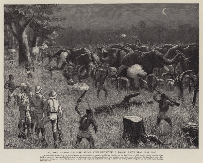 Zanzibariti che spaventano elefanti che stavano distruggendo un bananeto vicino a Fort Bodo da John Charles Dollman