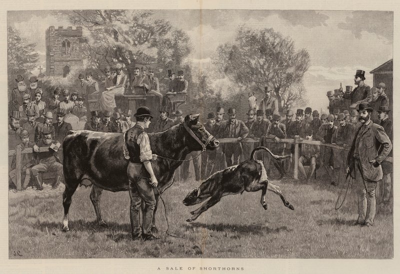 Vendita di Shorthorn da John Charlton