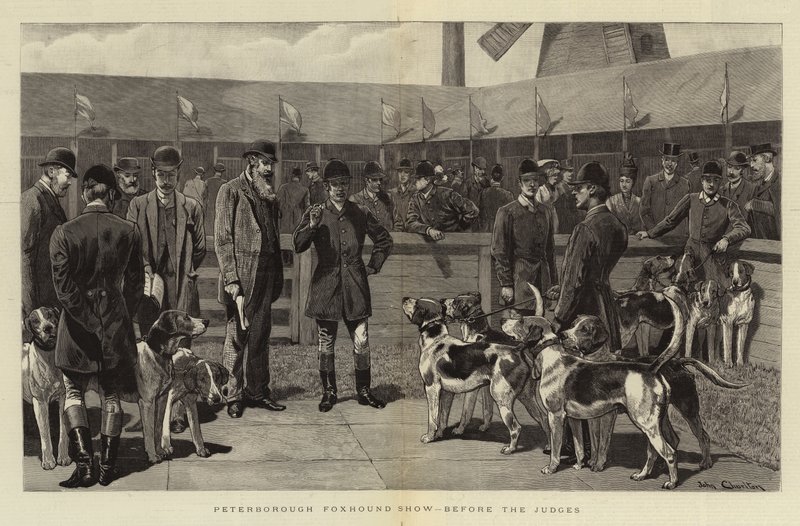 Mostra di Foxhound a Peterborough, davanti ai giudici da John Charlton