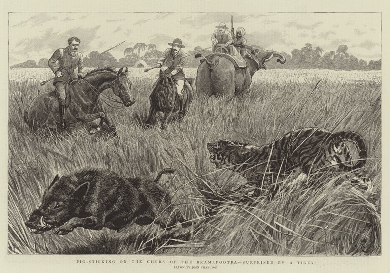 Caccia al cinghiale sui Churs del Bramapootra, sorpresi da una tigre da John Charlton