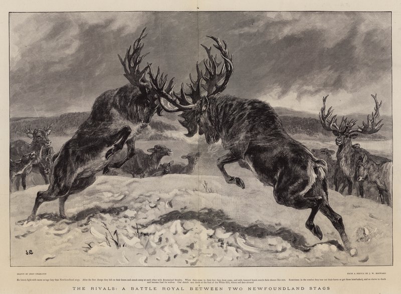 I rivali, una battaglia reale tra due cervi di Terranova da John Charlton