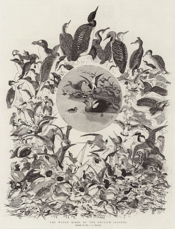 Gli uccelli acquatici delle isole britanniche da John Everett Millais