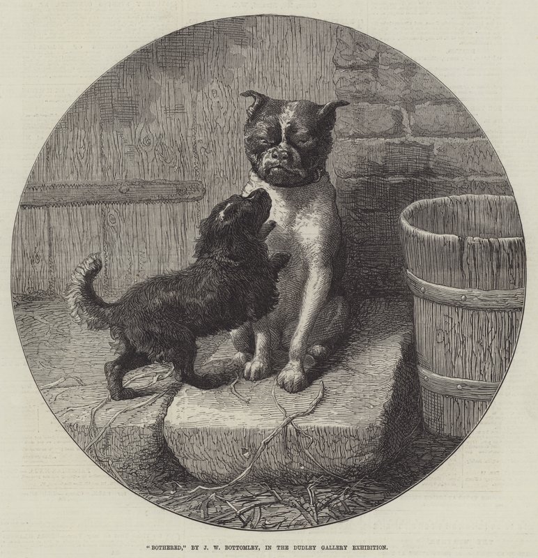 Infastidito da John William Bottomley