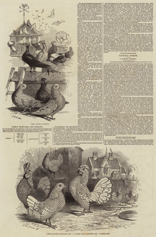 Galline e piccioni di fantasia da John Wykeham Archer