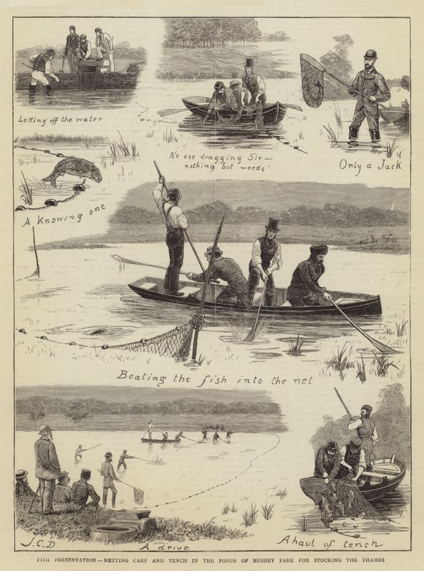 Conservazione del pesce, pesca di carpe e tinche negli stagni di Bushey Park per il rifornimento del Tamigi da John Charles Dollman