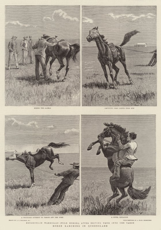 Allevamento di cavalli nel Queensland da John Charles Dollman