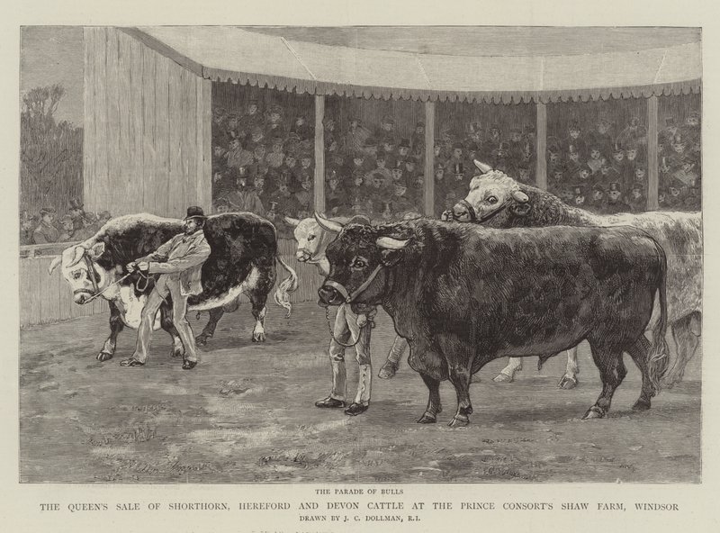 La vendita della regina di bovini Shorthorn, Hereford e Devon alla Shaw Farm del principe consorte, Windsor da John Charles Dollman