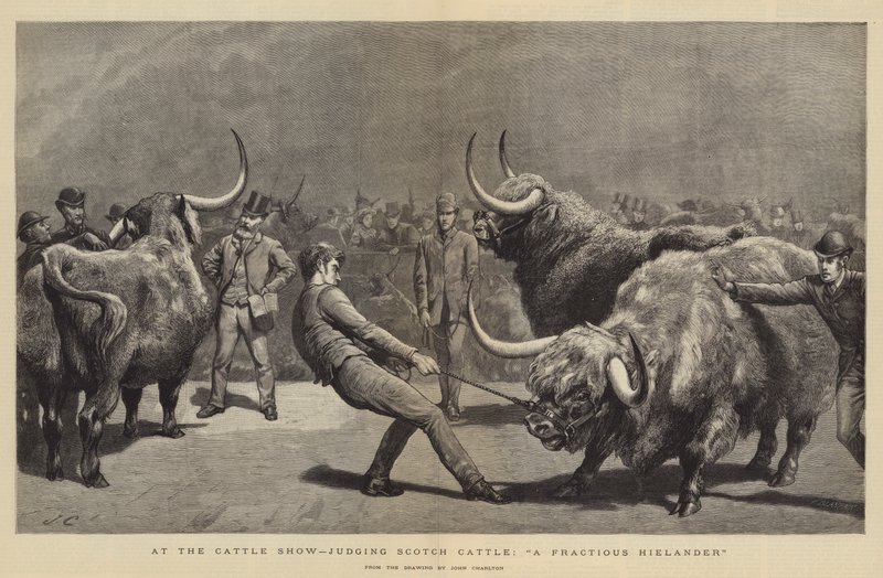 Alla mostra del bestiame, giudizio del bestiame scozzese, un Highlander irrequieto da John Charlton