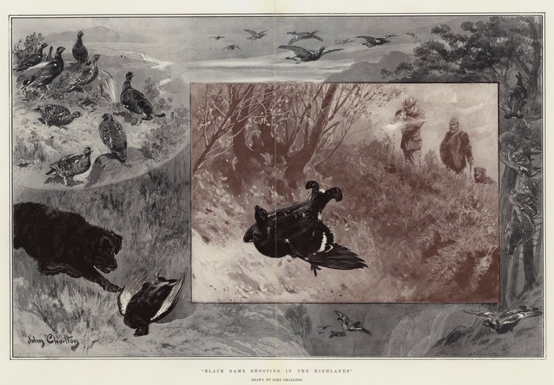 Caccia al gallo nero nelle Highlands da John Charlton