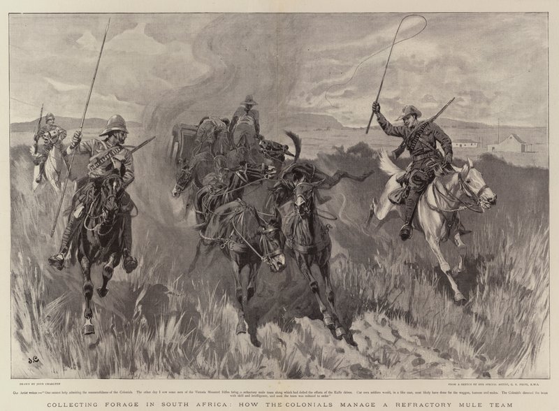 Raccolta di foraggio in Sudafrica, come i coloniali gestiscono una squadra di muli ribelli da John Charlton