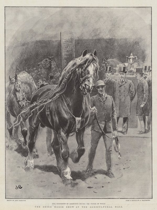 La mostra del cavallo Shire alla Agricultural Hall da John Charlton