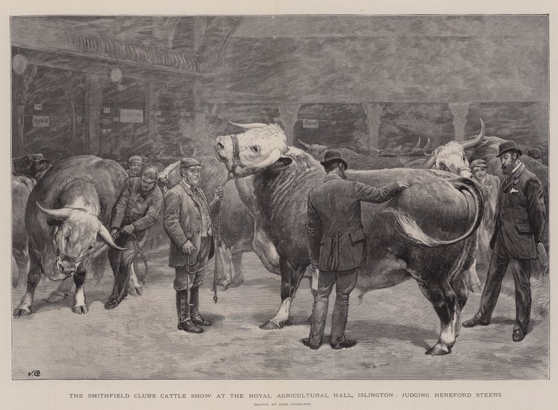 La Mostra di Bovini del Club di Smithfield alla Royal Agricultural Hall, Islington, giudizio dei Manzi Hereford da John Charlton