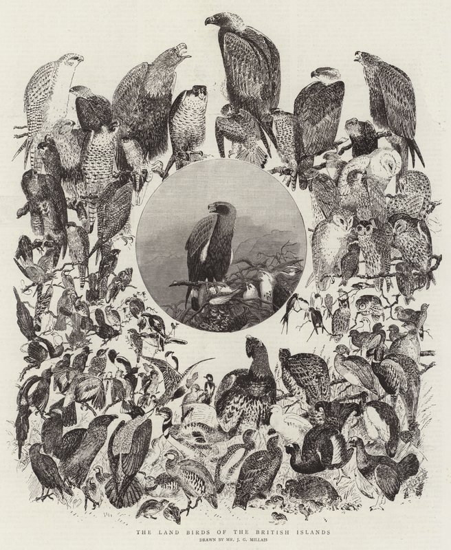 Gli uccelli terrestri delle isole britanniche da John Everett Millais