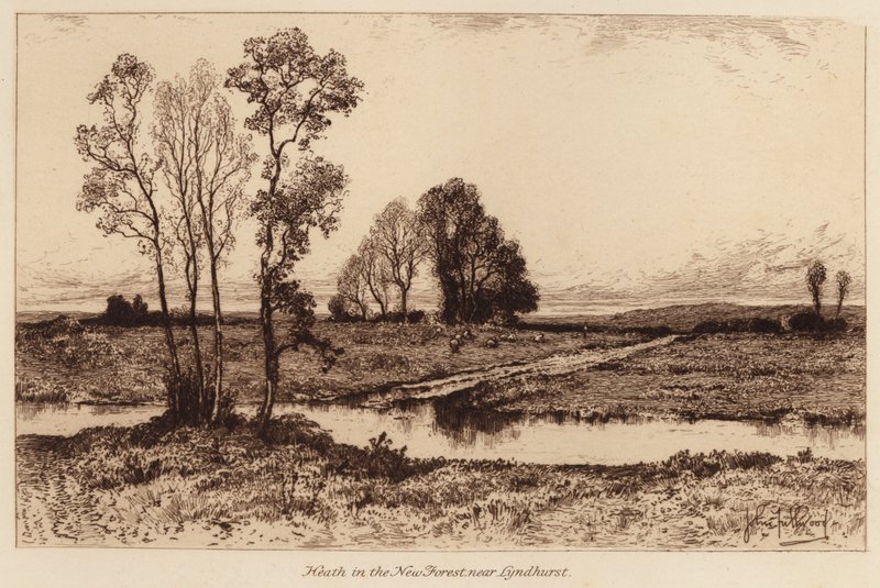 Brughiera nella Nuova Foresta, vicino a Lyndhurst da John Fullwood