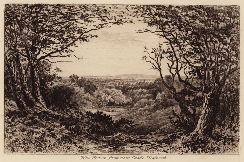 New Forest vicino a Castle Malwood da John Fullwood