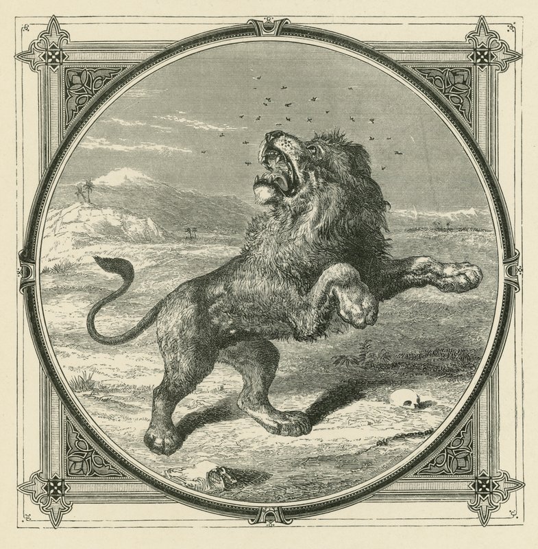 Il moscerino punge gli occhi del leone da John Leighton