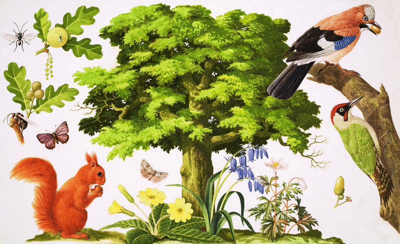 La meravigliosa quercia da John Rignall