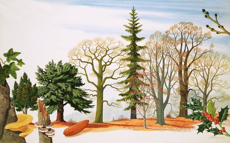 Alberi in inverno da John Rignall