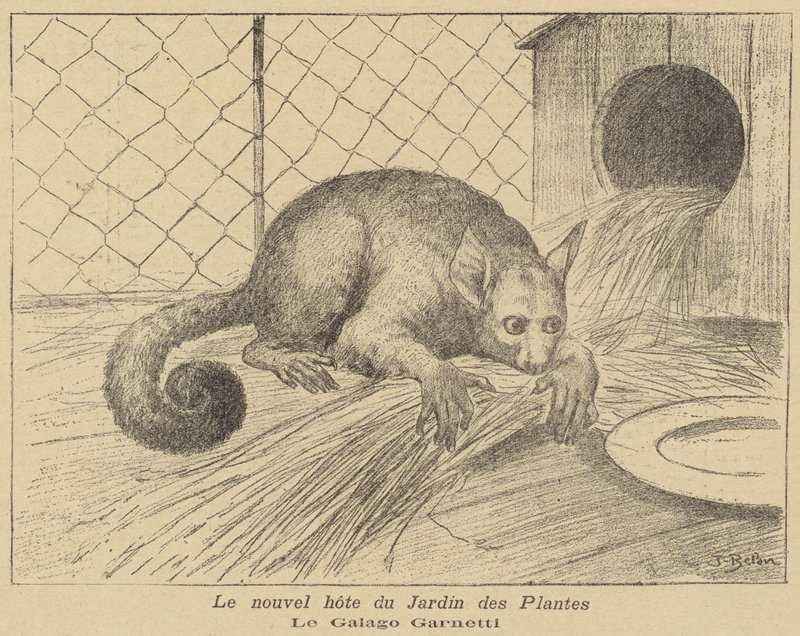 Galago di Garnett, nuovo residente del Jardin des Plantes da Jose Belon