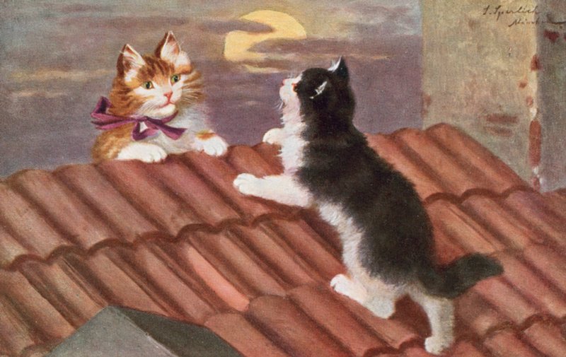 Cartolina del gatto da Josef Sperlich