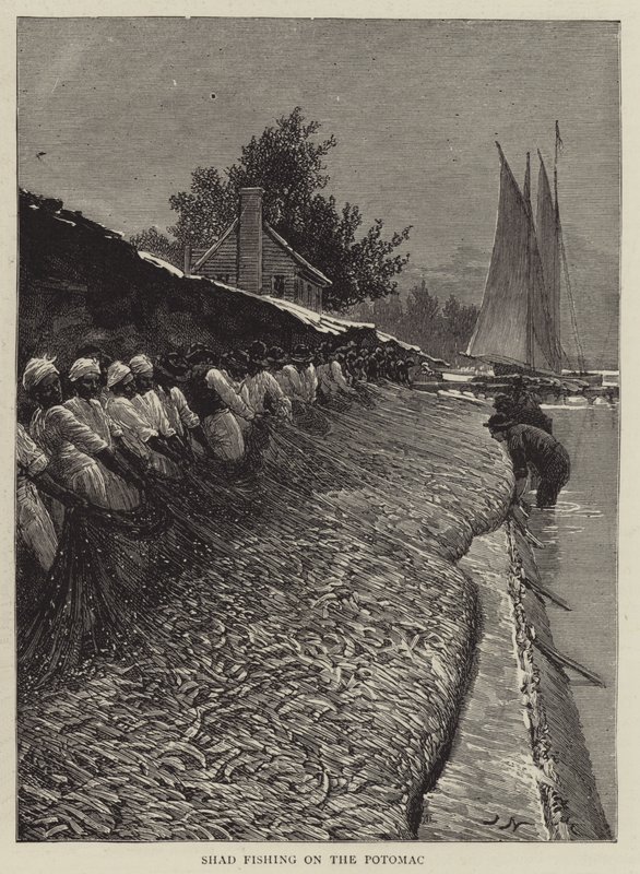 Pesca allo shad sul Potomac da Joseph Nash