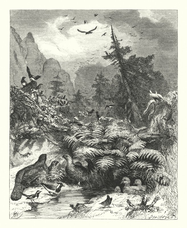 Ricerca di Dio da Joseph (after) Wolf
