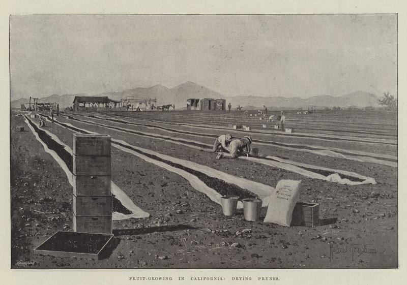 Coltivazione della frutta in California, essiccazione delle prugne da Joseph Holland Tringham