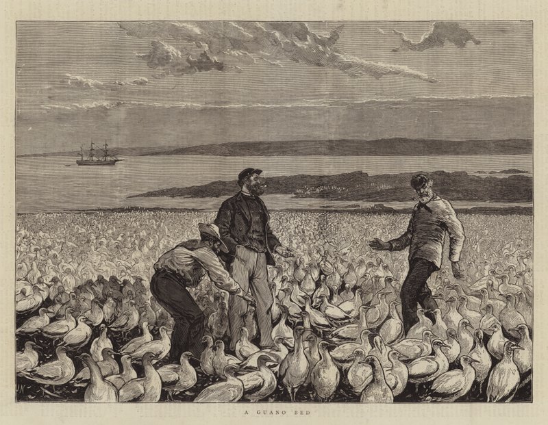 Un letto di guano da Joseph Nash
