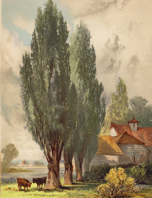 Pioppi lombardi, scena inglese da Joseph Needham