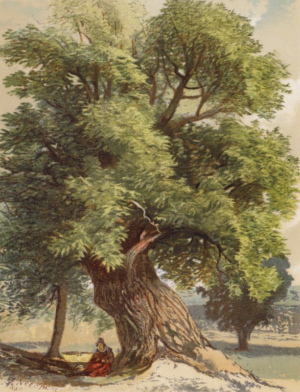 Vecchio castagno da Joseph Needham