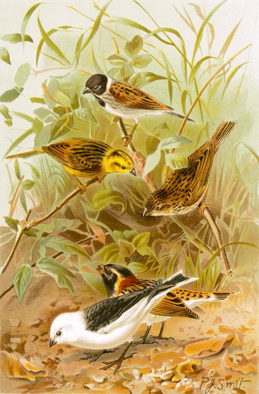 Zigoli (Cannaiola, Giallo, Comune, Lapponia della Neve) da Joseph Smit