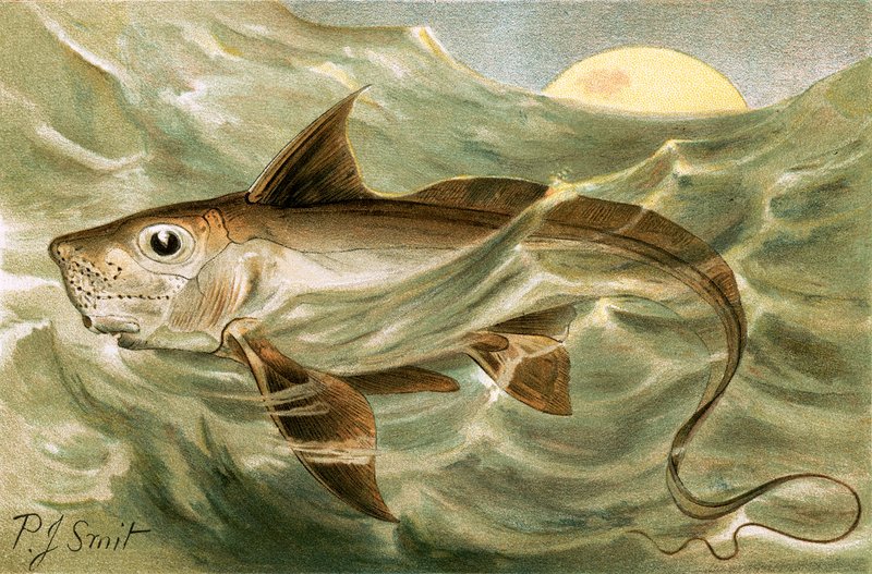 Chimera da Joseph Smit