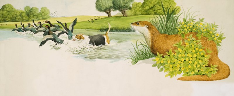 Una lontra osserva un cane che insegue le anatre da Kenneth Lilly