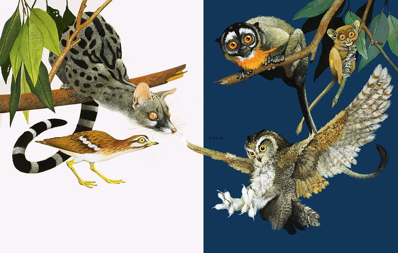I guardoni della natura: Occhi che vedono al buio da Kenneth Lilly