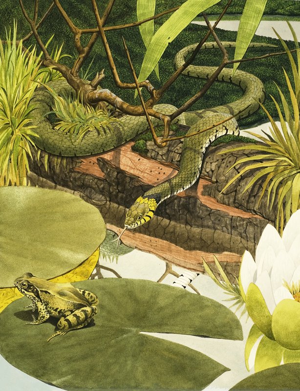 Serpente che sta per mangiare un rospo da Kenneth Lilly