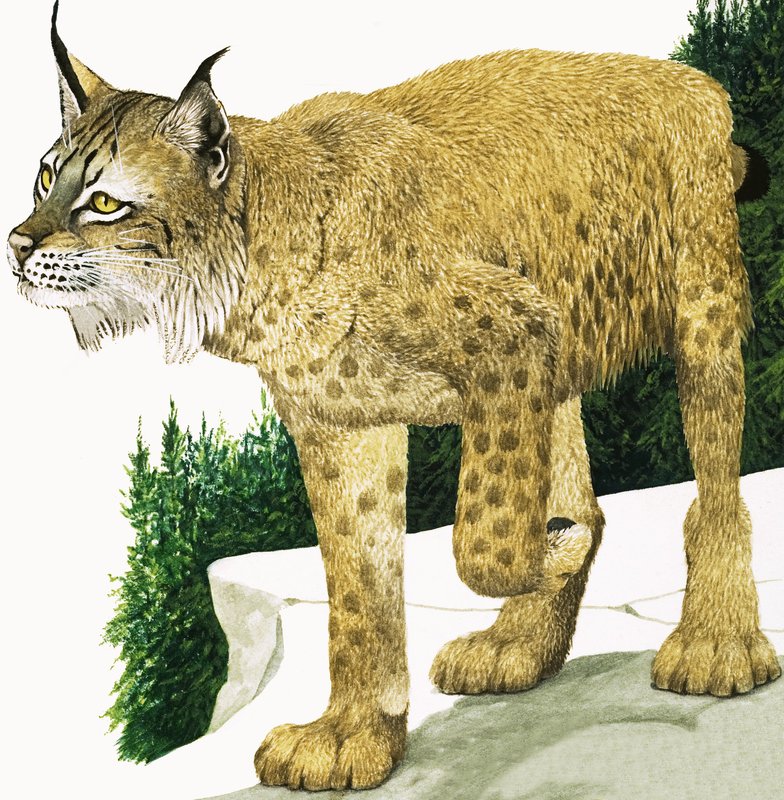 La lince da Kenneth Lilly
